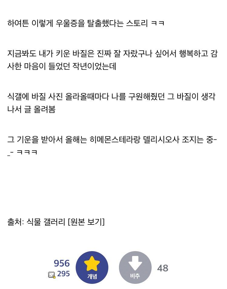 바질 키우고 우울증 탈출한 스토리