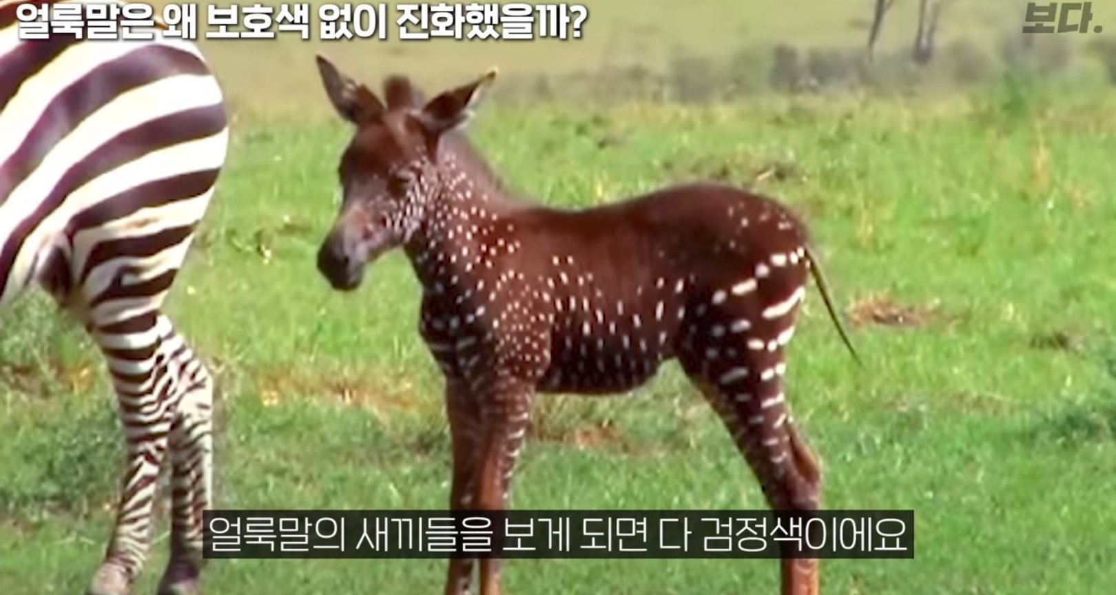 얼룩말이 검은색에 흰줄인 이유