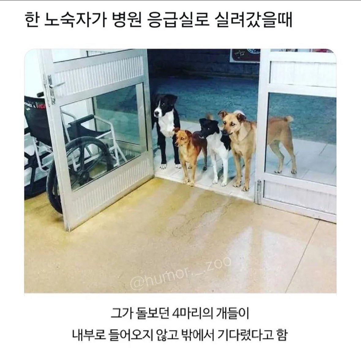 충직한 강아지