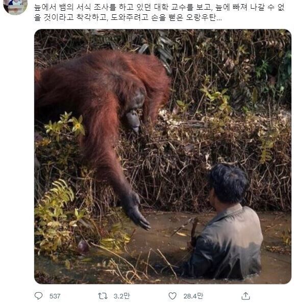 인류애? 넘치는 오랑우탄