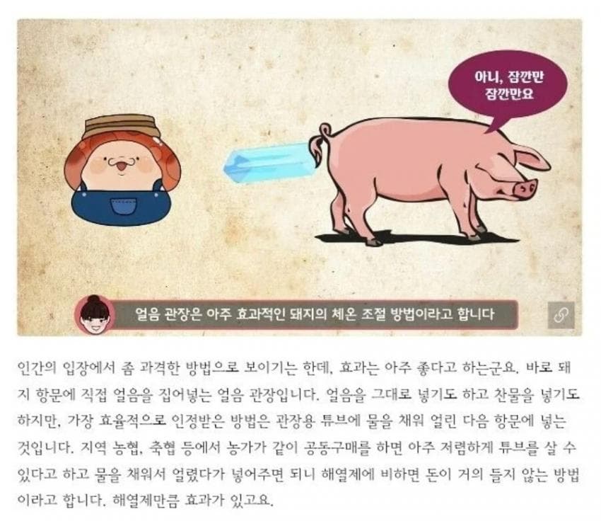 양돈농가에서 여름철 돼지들 체온을 내리는 법.jpg