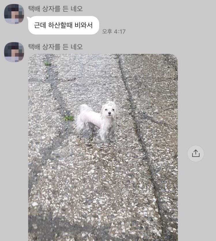 산책할땐 뽀송했던 강아지