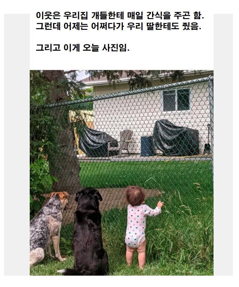 이웃이 우리집 개들에게 간식을 주곤 한다