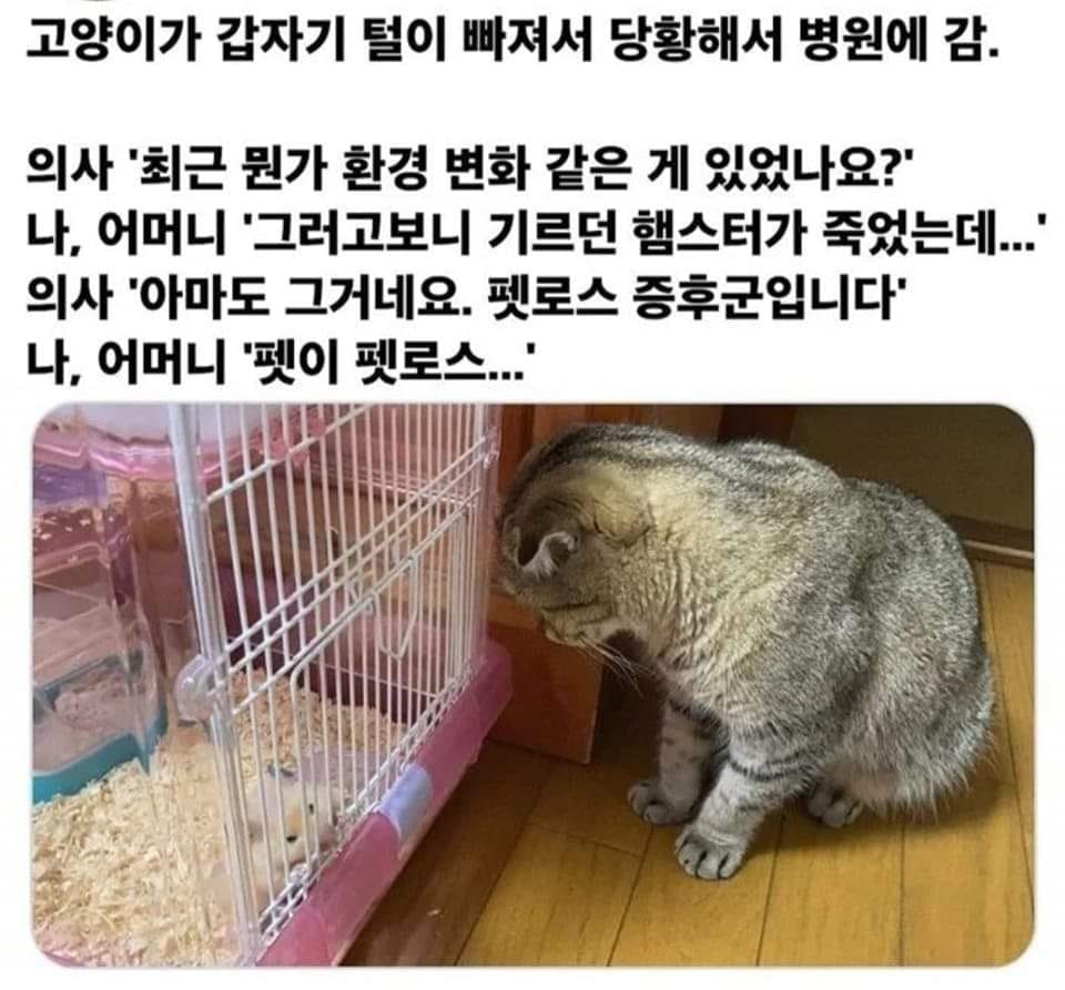 고양이의 펫로스 증후군