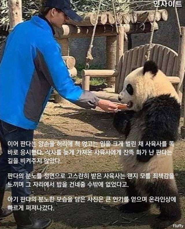 판다가 사육사한테 매우 화가 난 이유