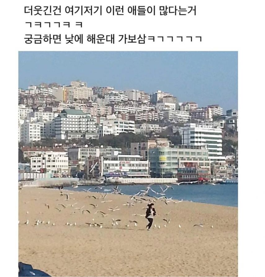 갈매기 한테 함부로 과자 주면 안되는 이유.jpg