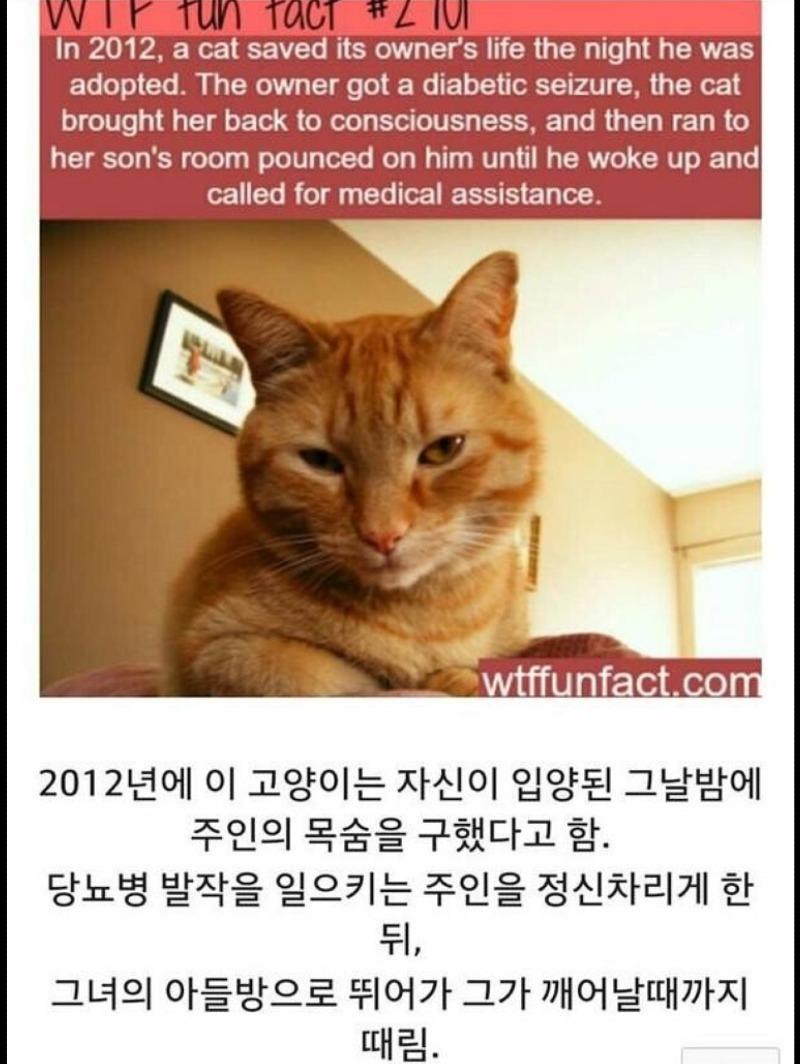 입양되자마자 주인 패고다닌 고양이...