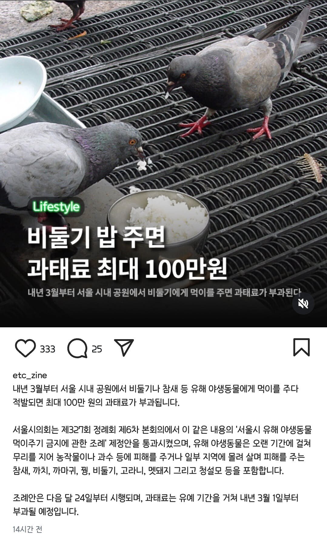 서울시 내년부터 비둘기, 참새 먹이주면 벌금