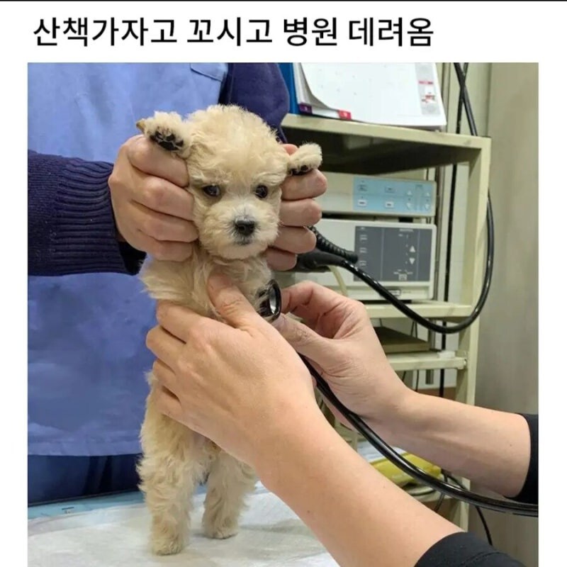 병원 데려갈때 국룰