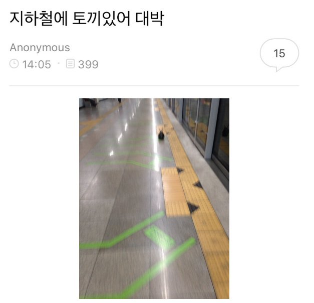 지하철에 토끼있어 대박