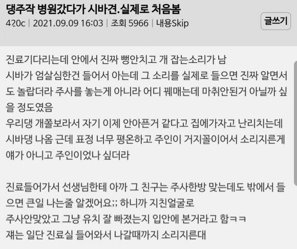 동물병원 갔다가 시바견 엄살 떠는 거 처음 봄