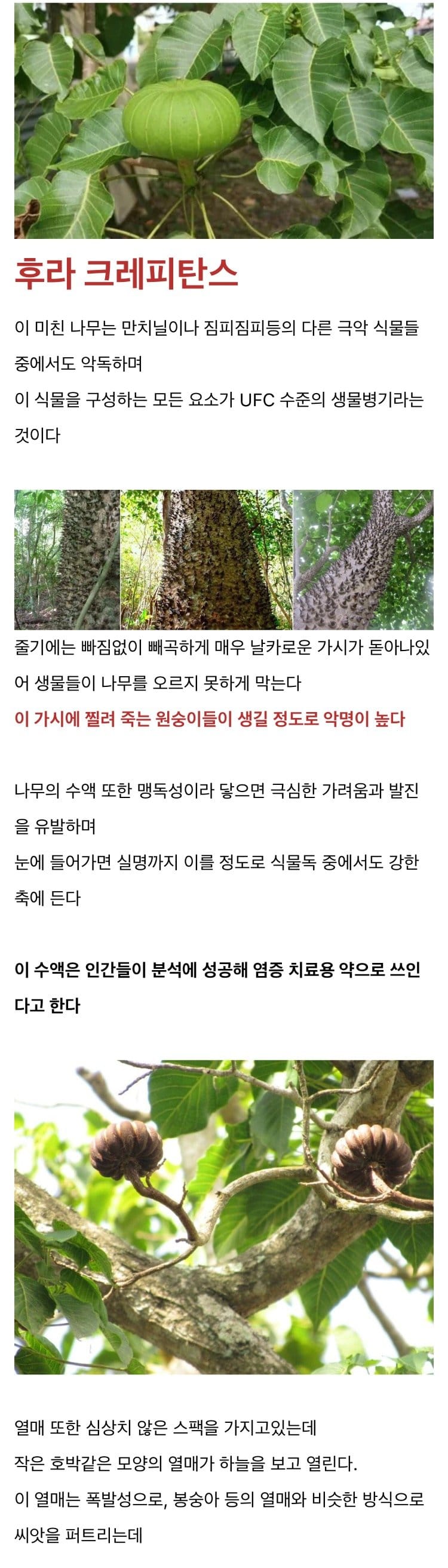 아메리카 열대 지역에 사는 무시무시한 나무.jpg