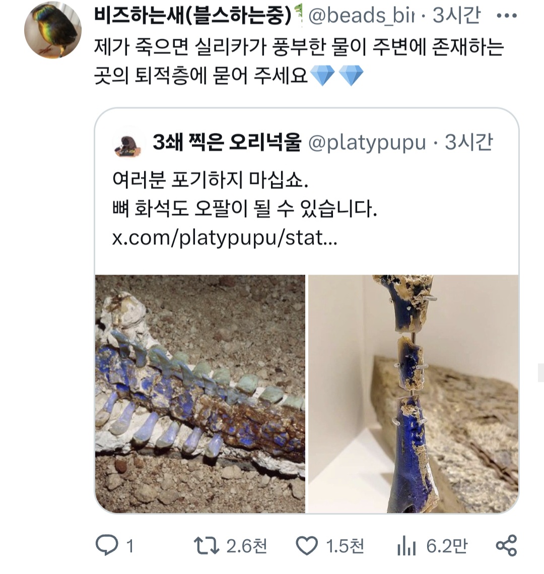 뼈 화석도 오팔이 될 수 있다