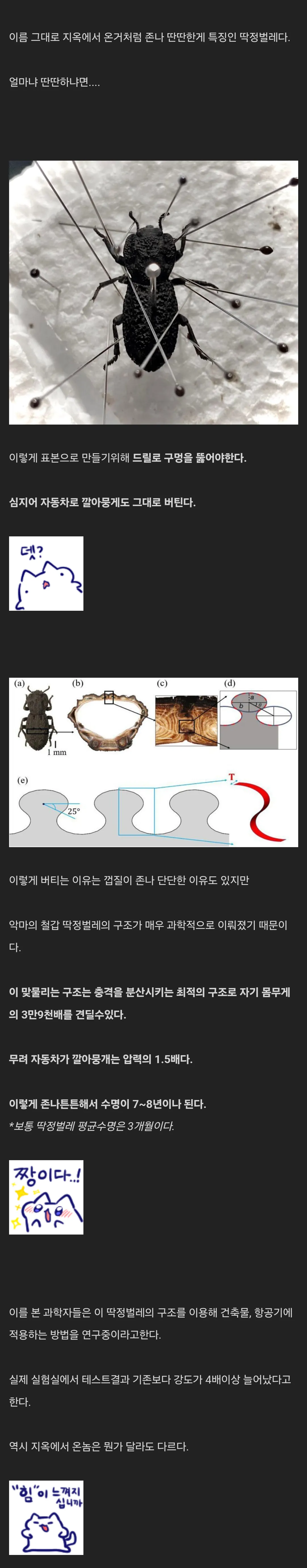 악마의 철갑 딱정벌레