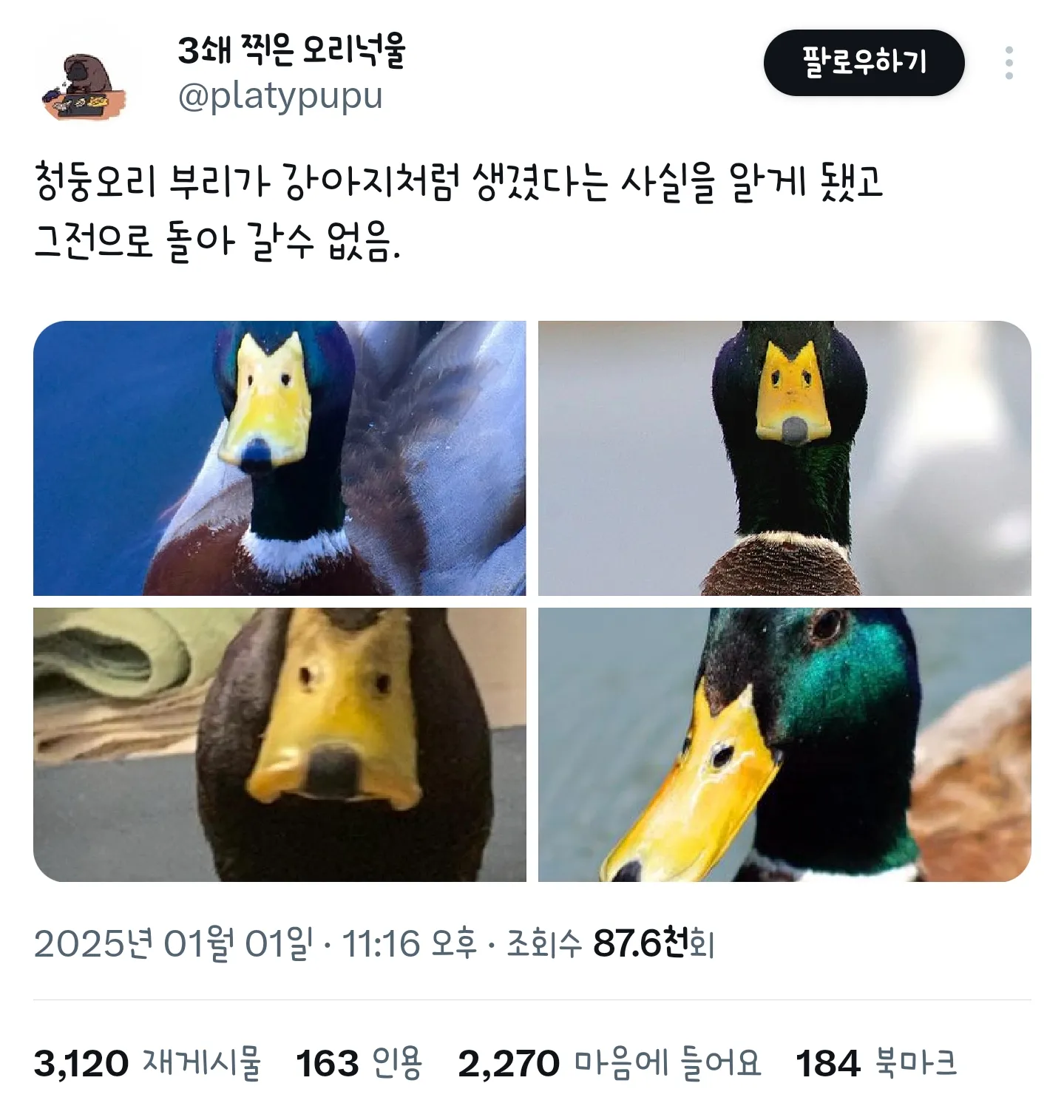 청둥오리 부리가 강아지처럼 생겼다는 사실을 알게 됐고 그전으로 돌...