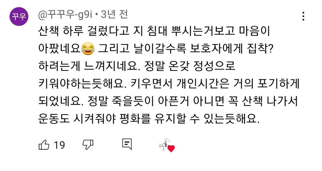 보더 콜리를 평화롭게 키우기 위한 산책표