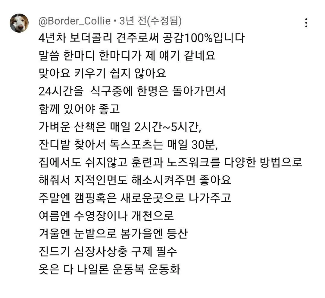 보더 콜리를 평화롭게 키우기 위한 산책표