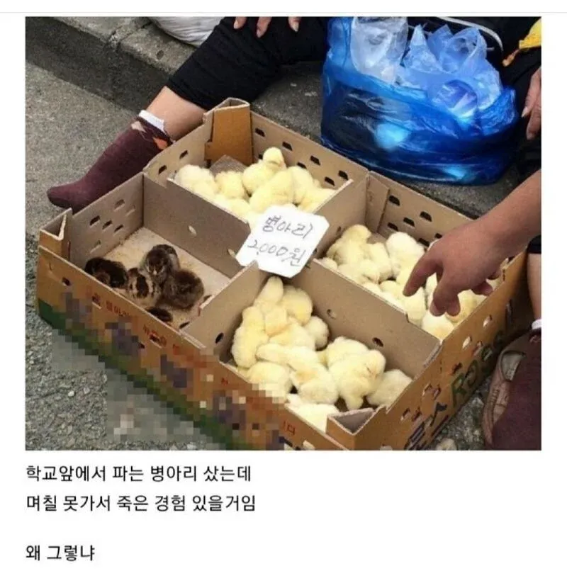 병아리사면 죽어버린이유.𝗝𝗣𝗚