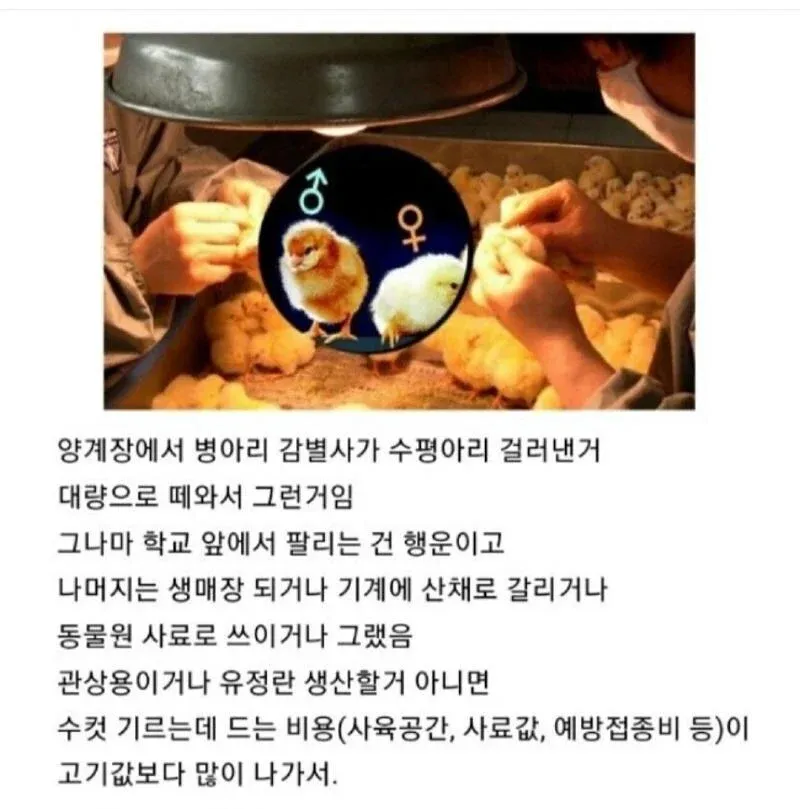 병아리사면 죽어버린이유.𝗝𝗣𝗚