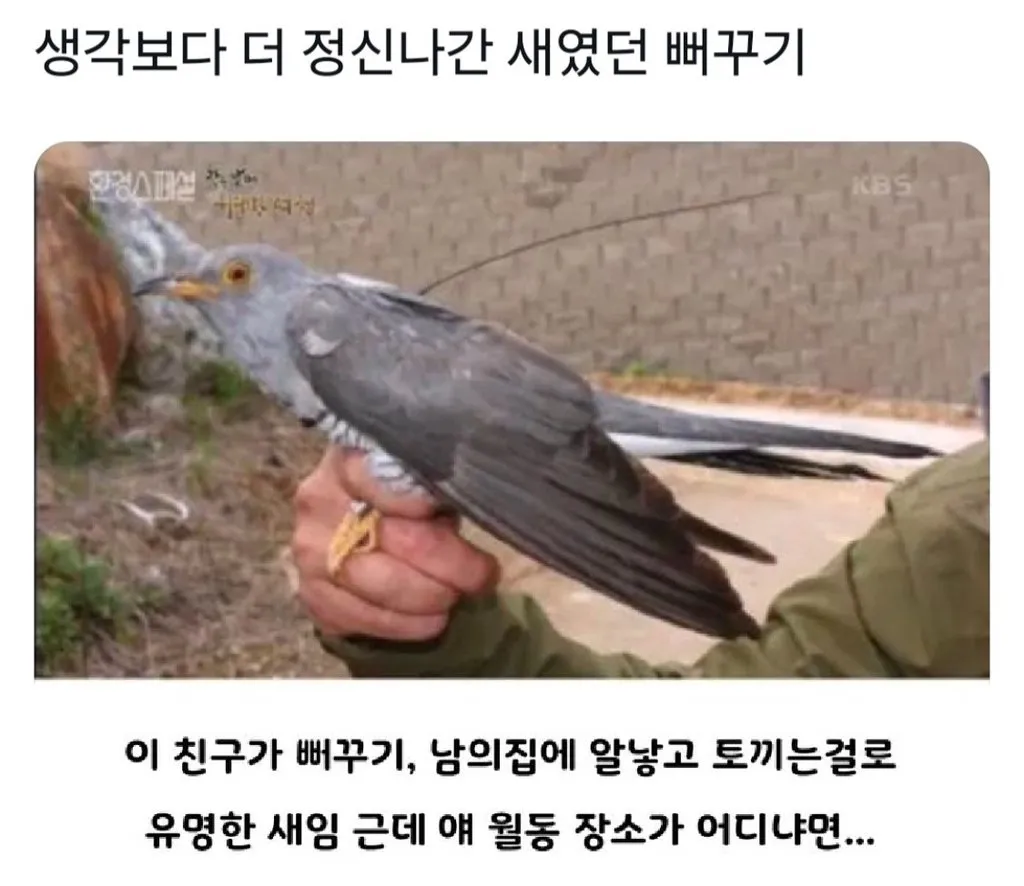 뻐꾸기가 육아를 안하는 이유