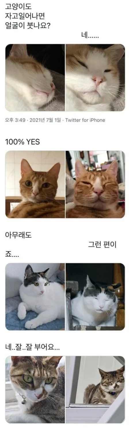 고양이도 자고 일어나면 붓나요?