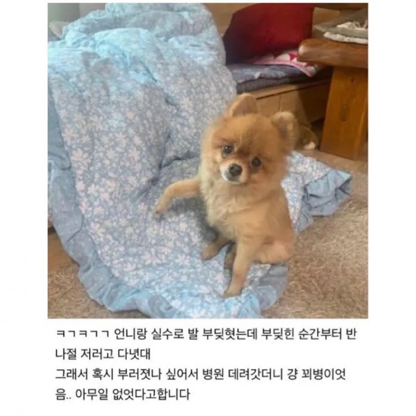 강아지한테 공갈 당한 썰