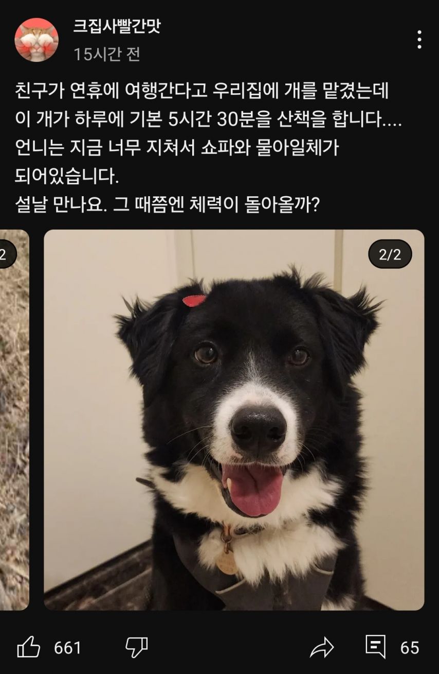 고양이 유튜버가 개를 맡았을 때 일어나는 참사