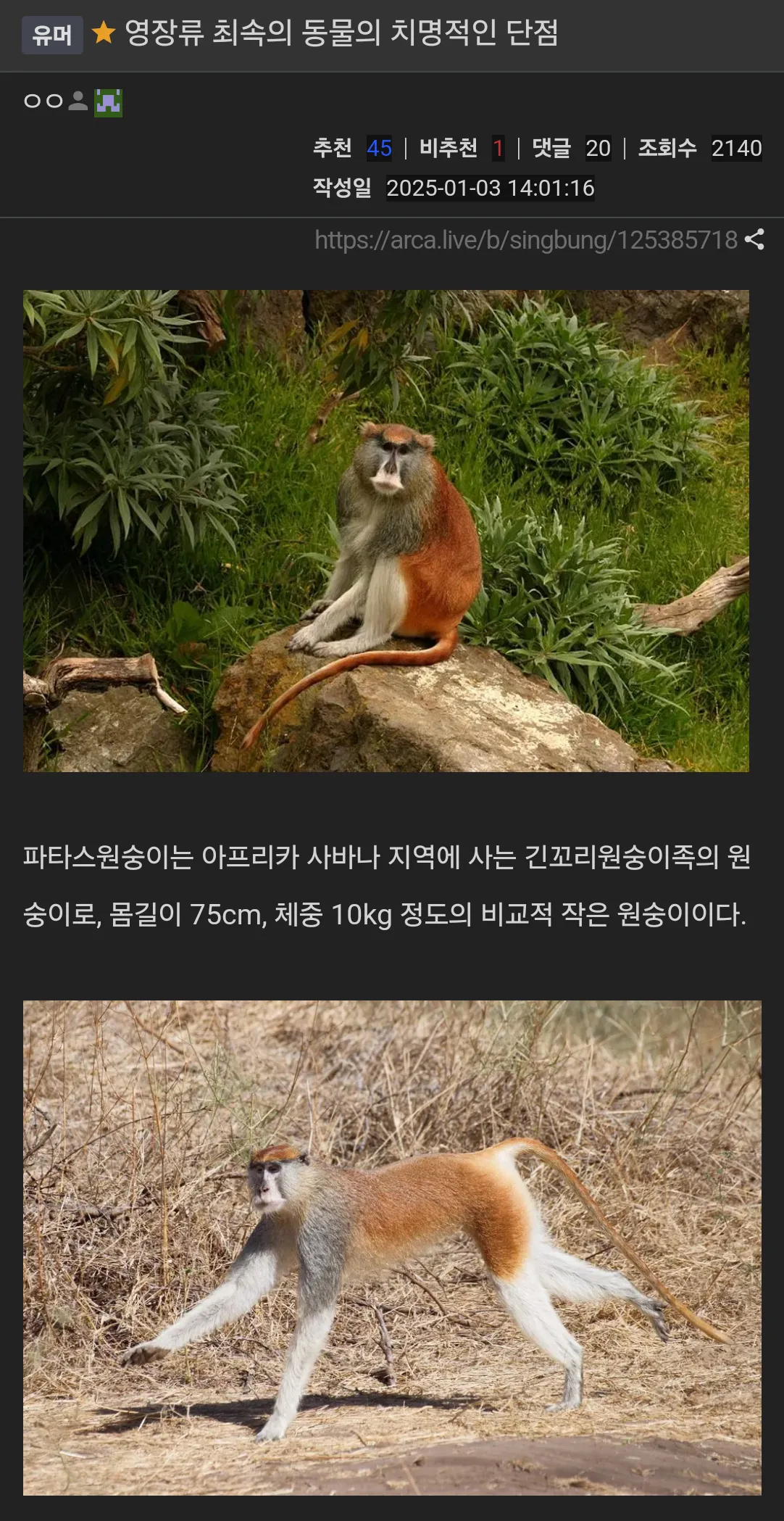 영장류 최속의 동물의 치명적인 단점