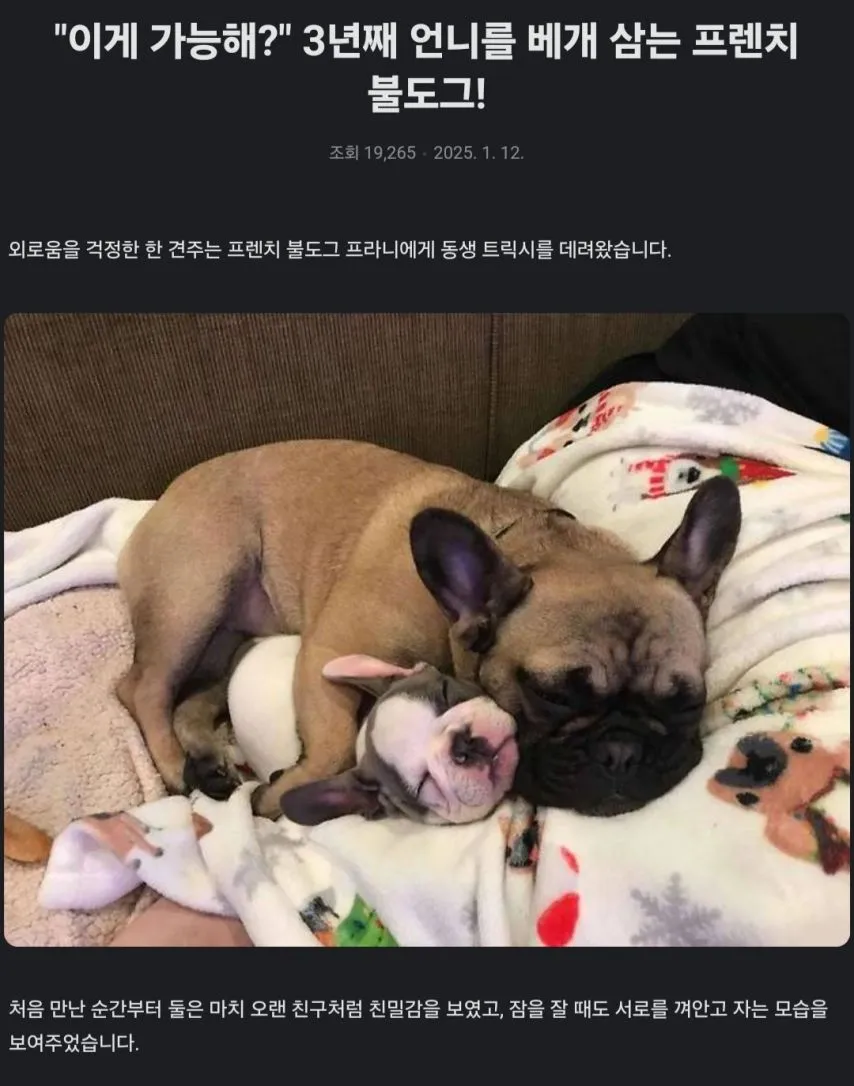 의좋은 불독