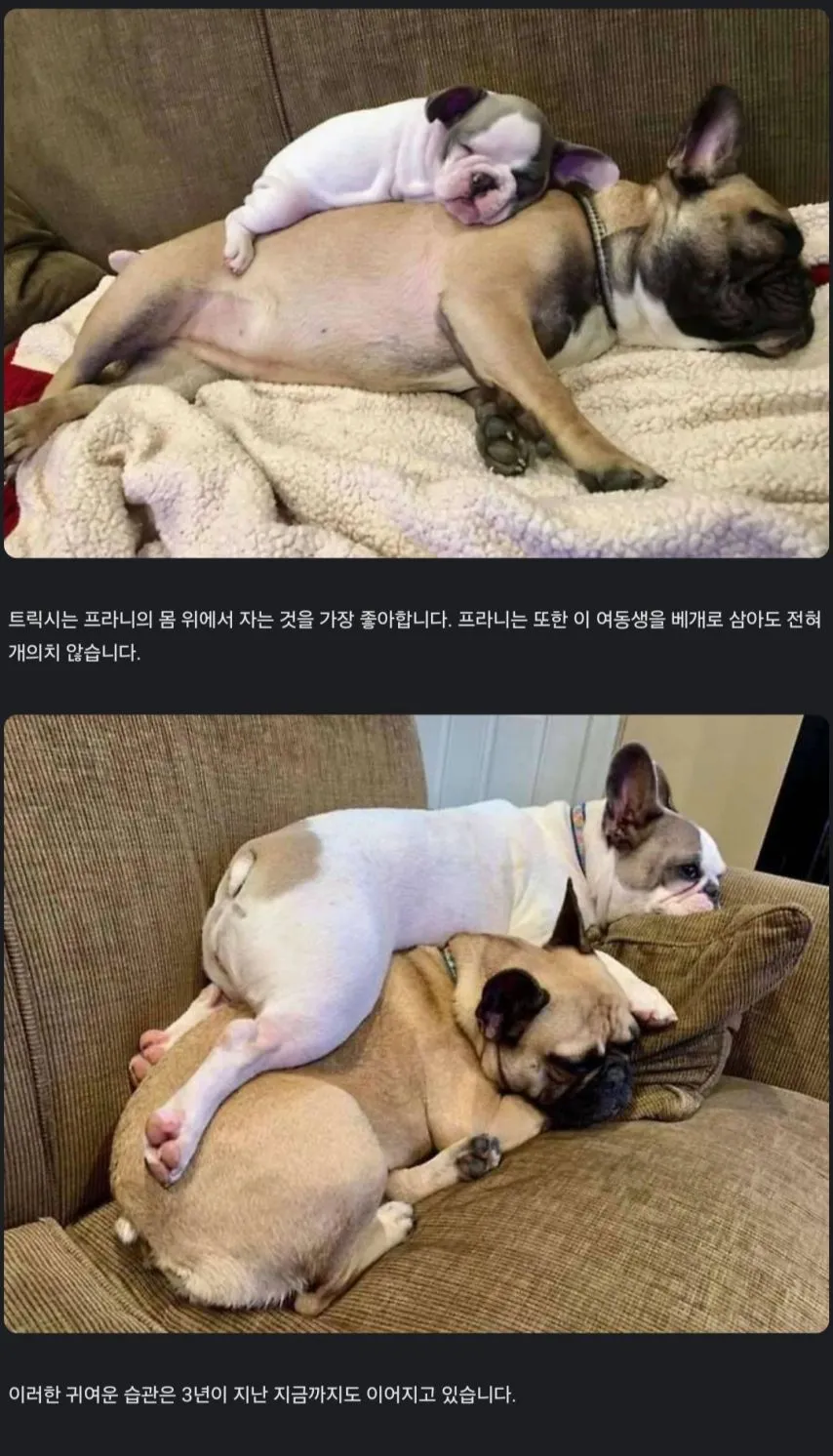 의좋은 불독