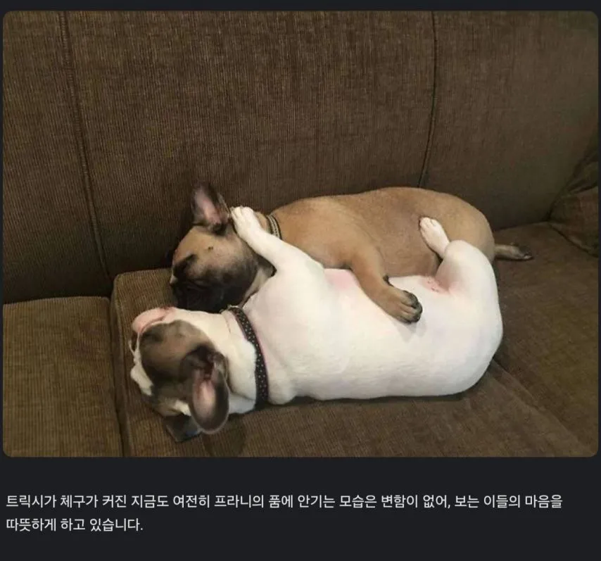 의좋은 불독