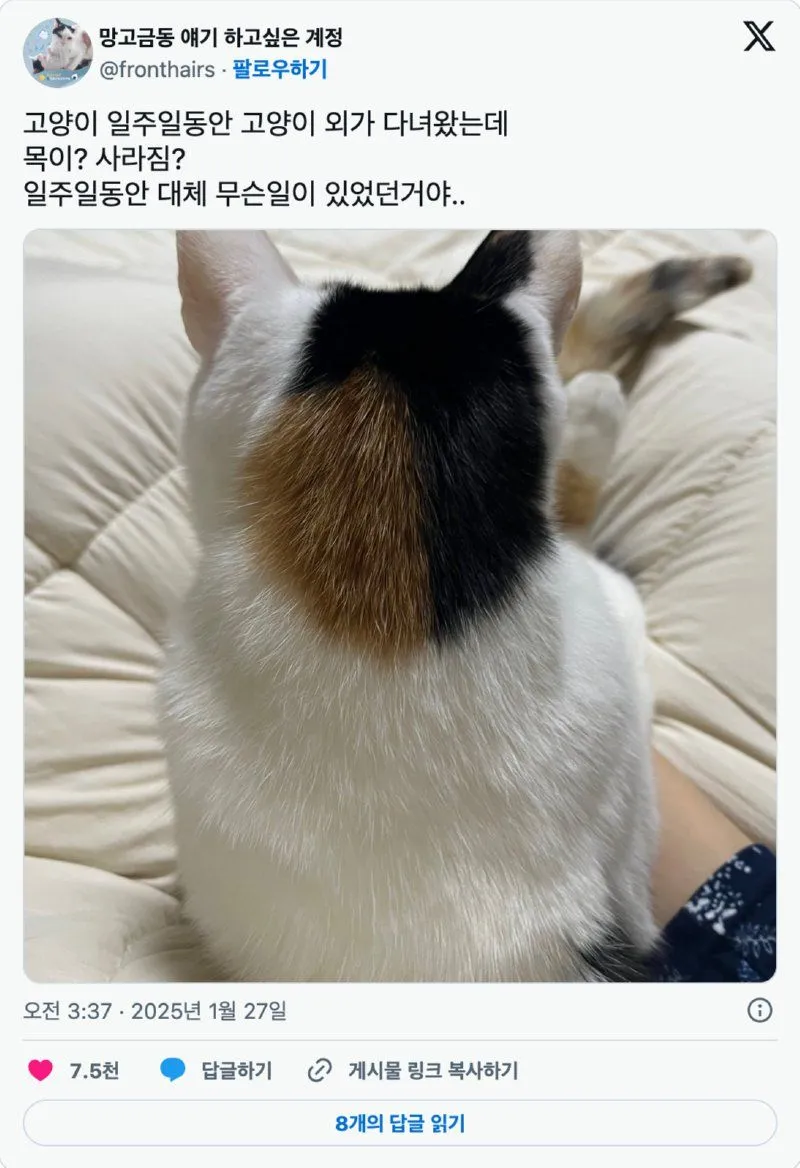 외가집서 1주일 있다 온 냥이