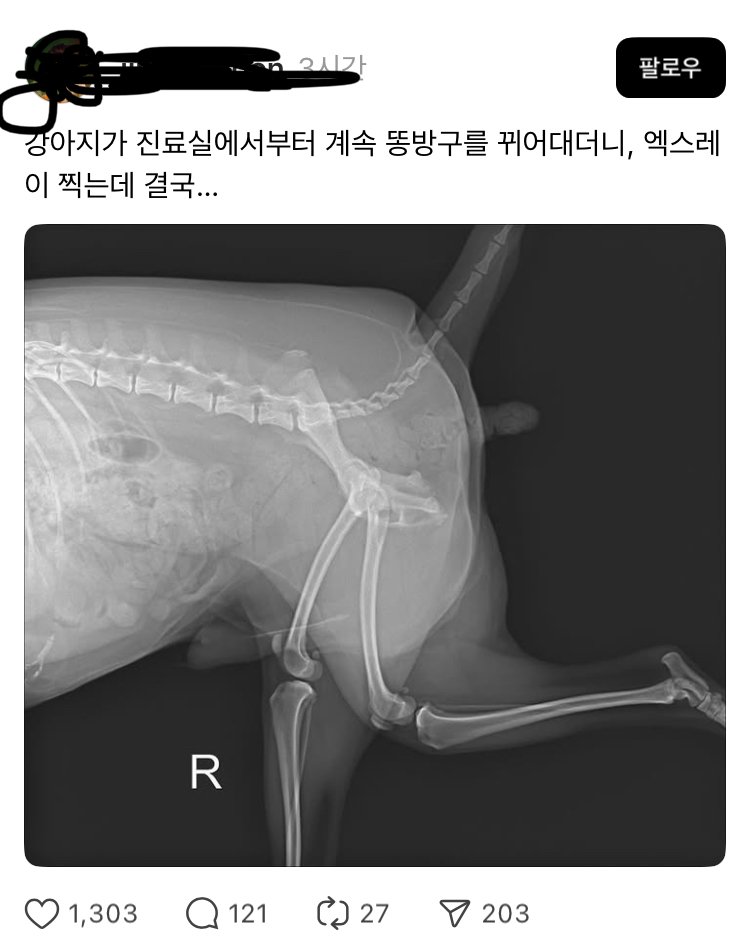 응가싸는거 엑스레이 찍힌 강쥐햄..