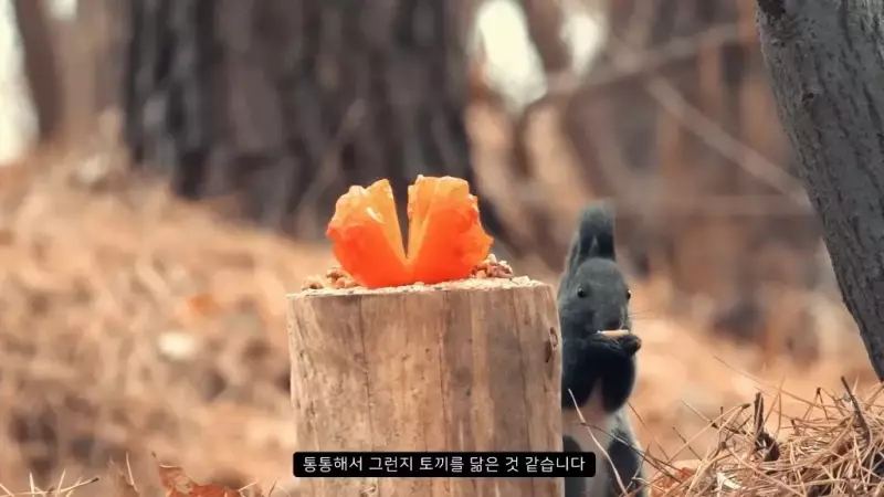 감나무 없는 산에 홍시를 가져다 놓으면 누가 먹을까?