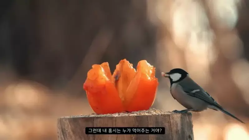 감나무 없는 산에 홍시를 가져다 놓으면 누가 먹을까?