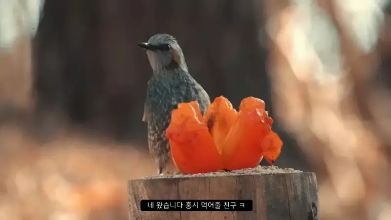 감나무 없는 산에 홍시를 가져다 놓으면 누가 먹을까?