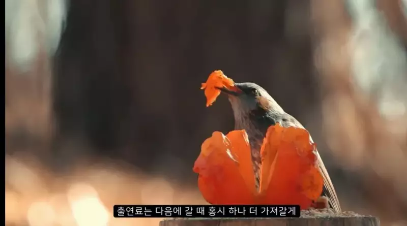 감나무 없는 산에 홍시를 가져다 놓으면 누가 먹을까?