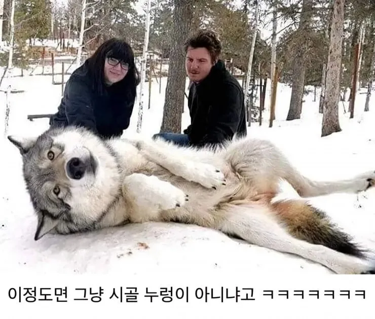 저 개 아니데옹 늑대인데옹