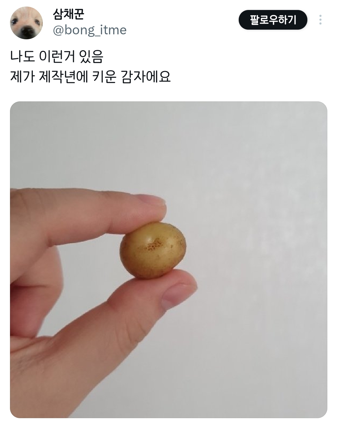 제가 재배한 파프리카 보실 분