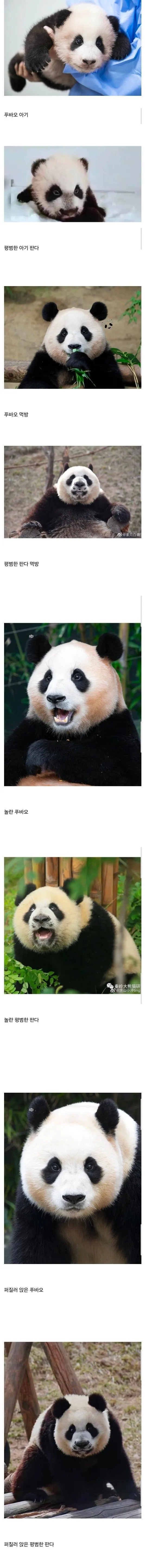 푸바오가 인기 많을수밖에 없었던 이유.jpg