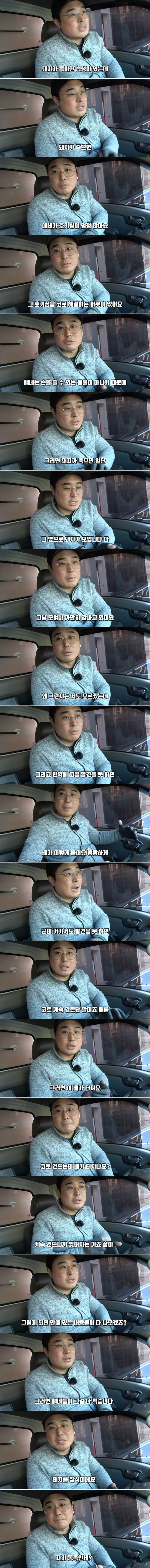 돼지 농장에서 종종 뼈다귀가 발견되는 이유 ㄷㄷ