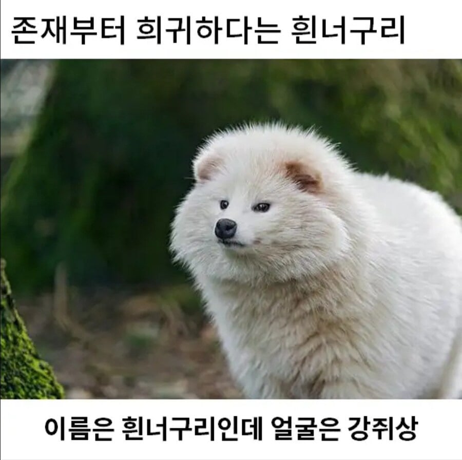 희귀한 존재 흰너구리.jpg