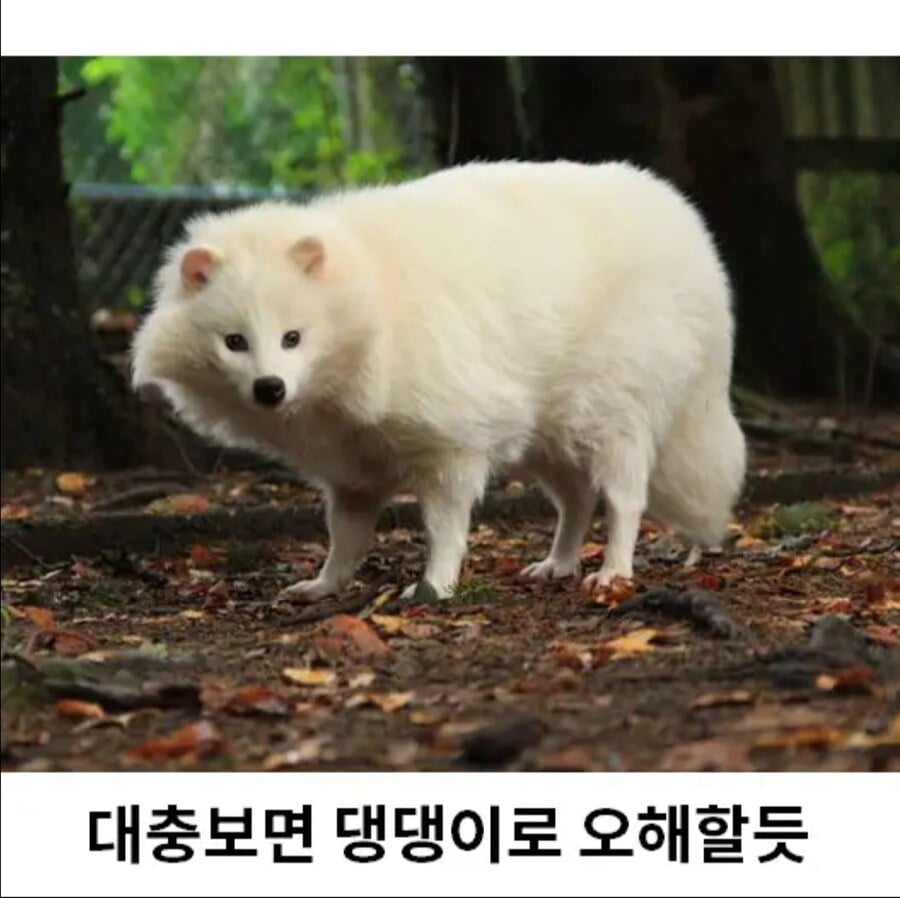 희귀한 존재 흰너구리.jpg