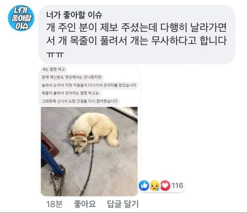 태풍에 강아지 날아감