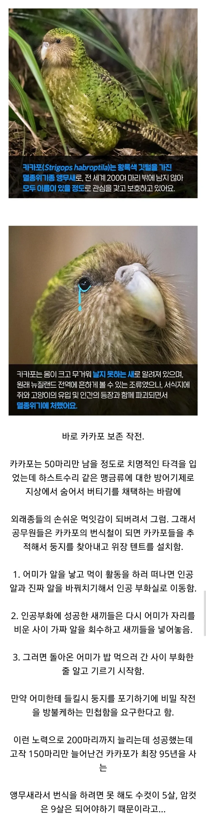 뉴질랜드 공무원들의 앵무새 비밀작전