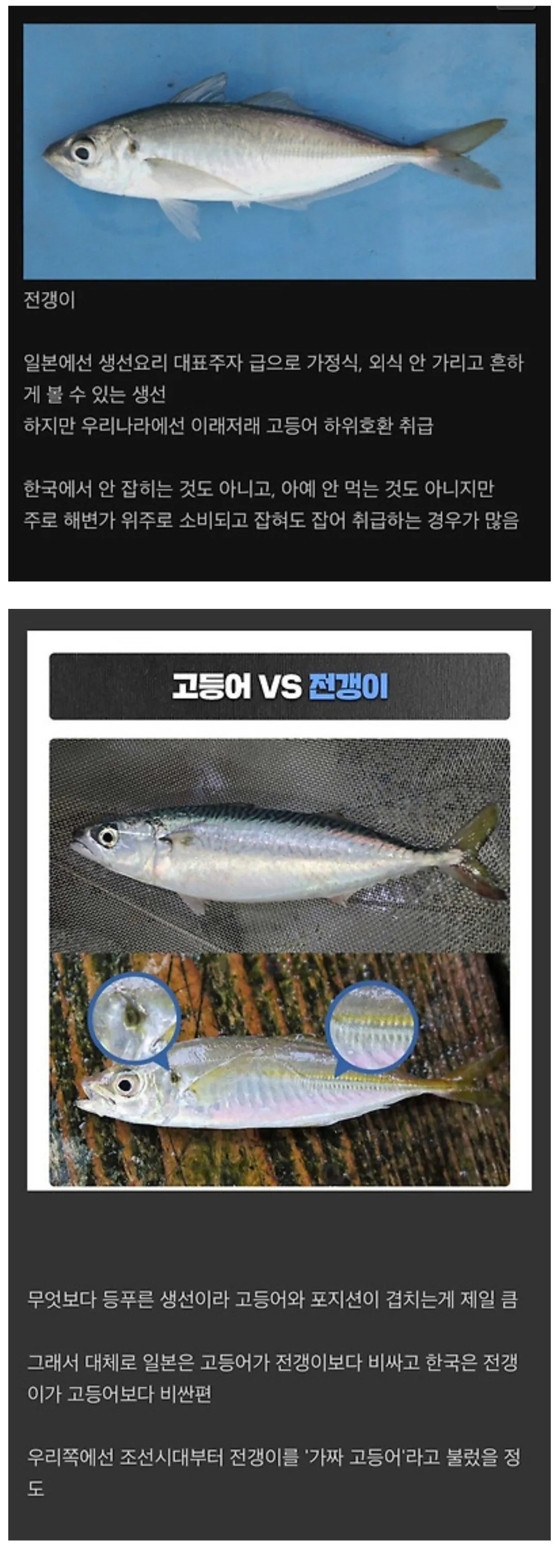 일본에서 초인기인 짭등어