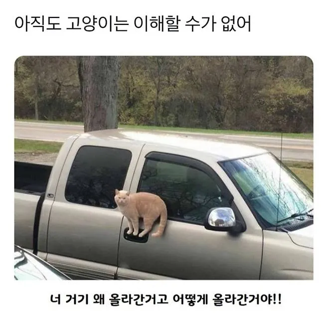 아직도 고양이는 이해할 수가 없어