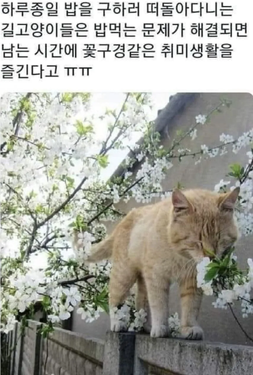 길고양이들은 봄이 오면